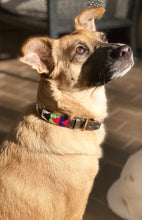 Load image into Gallery viewer, Unique dog collar
